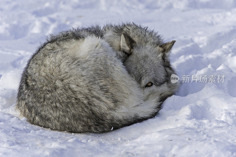 灰狼或灰狼(Canis lupus)是一种犬科动物，原产于北美、欧亚大陆和北非的荒野和偏远地区。